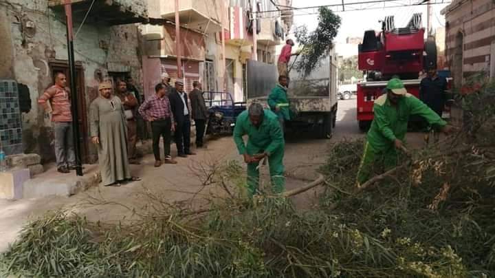 رئيس مدينة الأقصر يتابع الأشجار تحسبًا لسقوطها بشارع أحمد عرابي | صور