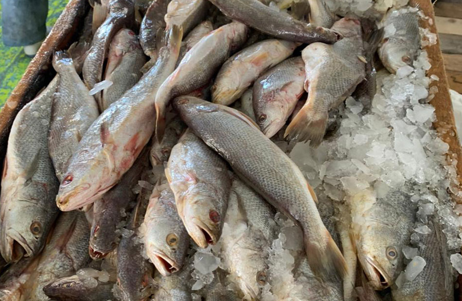 ضبط  أطنان أسماك فاسدة في أسواق القليوبية