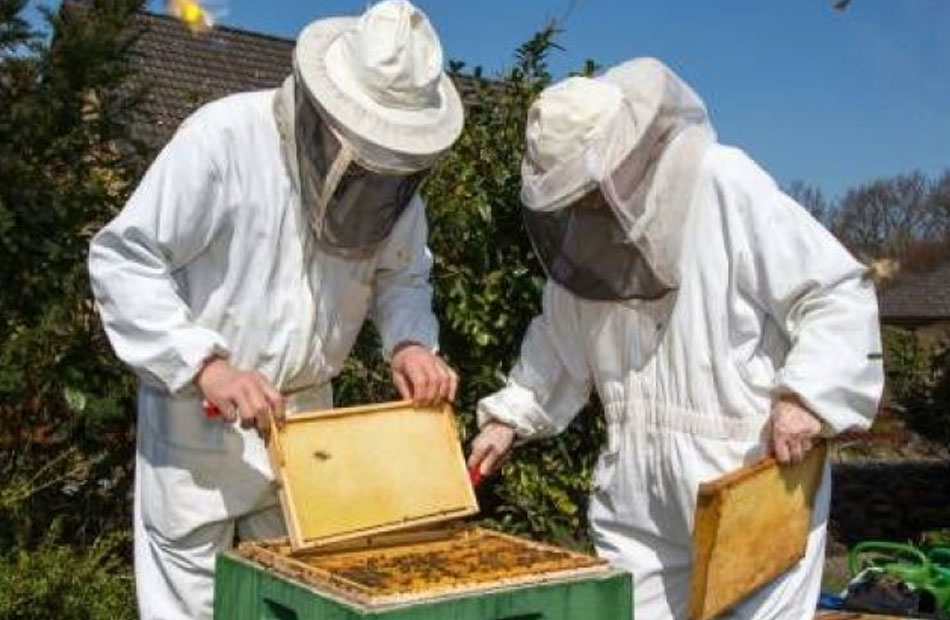 ;الزراعة; تطلق أول ملتقى لصناعة نحل العسل في مصر 