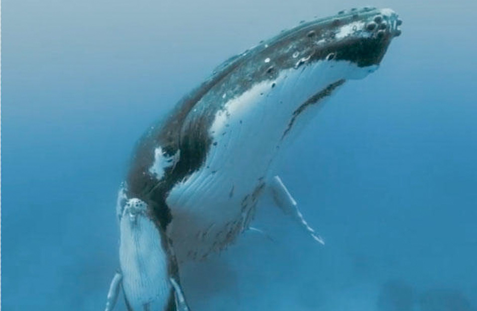 مشهد لحوت يحتضن صغيره يخطف الأنظار عبر وسائل التواصل الاجتماعي | فيديو