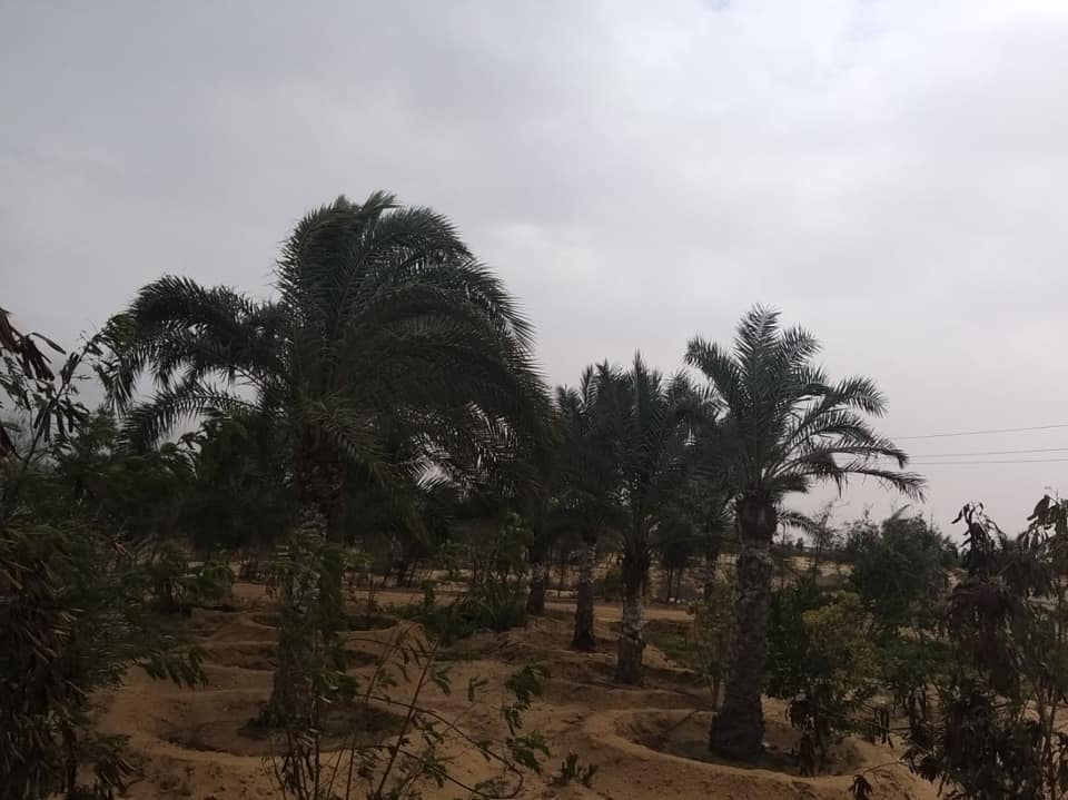 وزير الزراعة يكلف بتوفير الدعم الفني للمزارعين بالمناطق الصحراوية