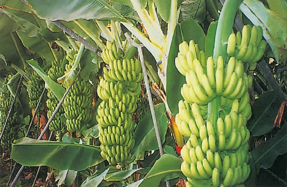 «الزراعة تصدر توصيات فنية لمزارعي محصول الموز لمراعاتها خلال فبراير