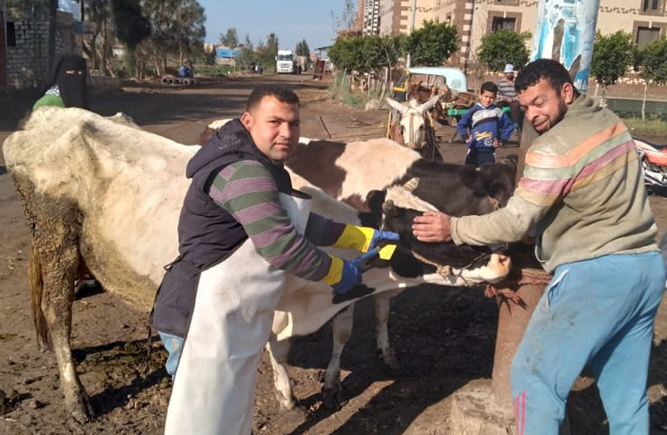 تحصين  ألف رأس ماشية ضد حمى الوادى المتصدع و«القلاعية بكفر الشيخ | صور 