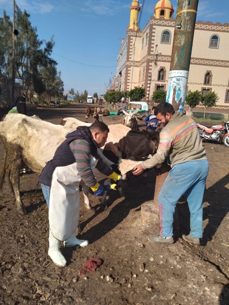 تحصين الماشية ضد الحمى القلاعية فى كفر الشيخ