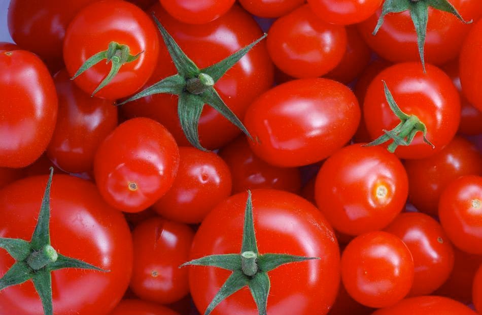 الزراعة تؤكد اتخاذ جميع الإجراءات تجاه طماطم 025 .. وشعبة الخضراوات: غير موجود بالسوق - بوابة الأهرام