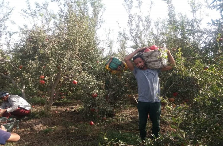 الفلاح المصري يحصد ثمار التكنولوجيا خبراء رقمنة الخدمات الزراعية تقضي على البيروقراطية وأزمات الموسم