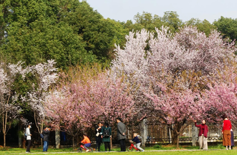 23 فبراير 2021، أزهار الكرز المبكرة في ازدهار كامل في حرم جامعة ووهان