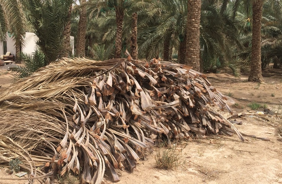 بعد نجاح «قش الأرز إنشاء أكبر مجمع صناعى لإنتاج الأخشاب من  مليون نخلة بالوادى الجديد