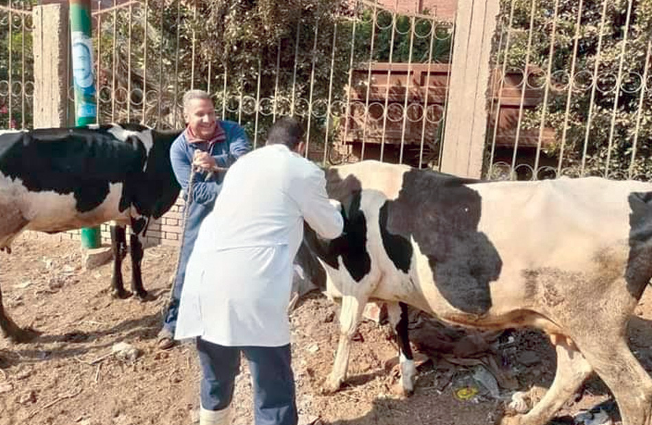 محافظ الفيوم: تحصين 63 ألف رأس ماشية ضد الجلد العقدي و جدري الأغنام - بوابة  الأهرام