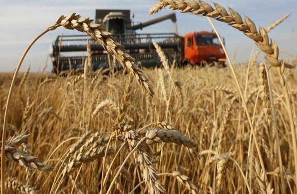وكيل وزارة الزراعة بدمياط يتابع حصاد محصول القمح بالمحافظة