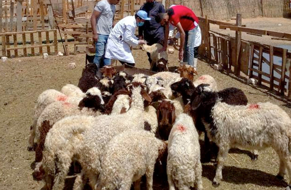 استعدادًا للعيد وصول  ألف رأس ماشية لمنافذ التموين و شادرًا لبيع لحوم بـ  جنيهًا للكيلو