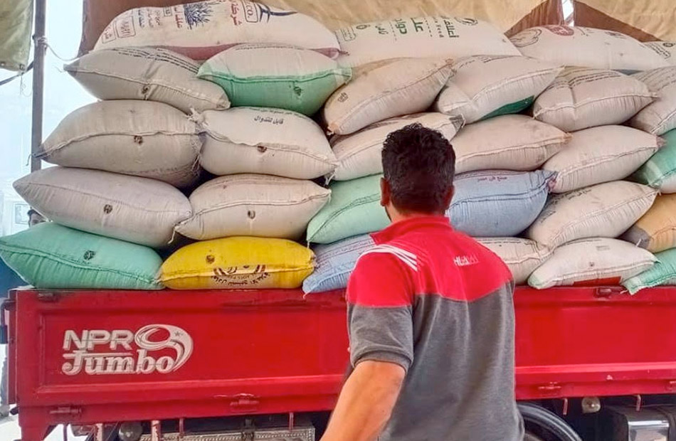 ارتفاع الكميات الموردة من القمح لشون كفر الشيخ إلى  طنا | صور  