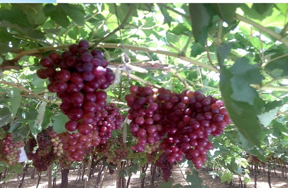 الزراعة تصدر نشرة بالتوصيات الفنية لمزارعي محصول العنب يجب مراعاتها خلال شهر مايو 