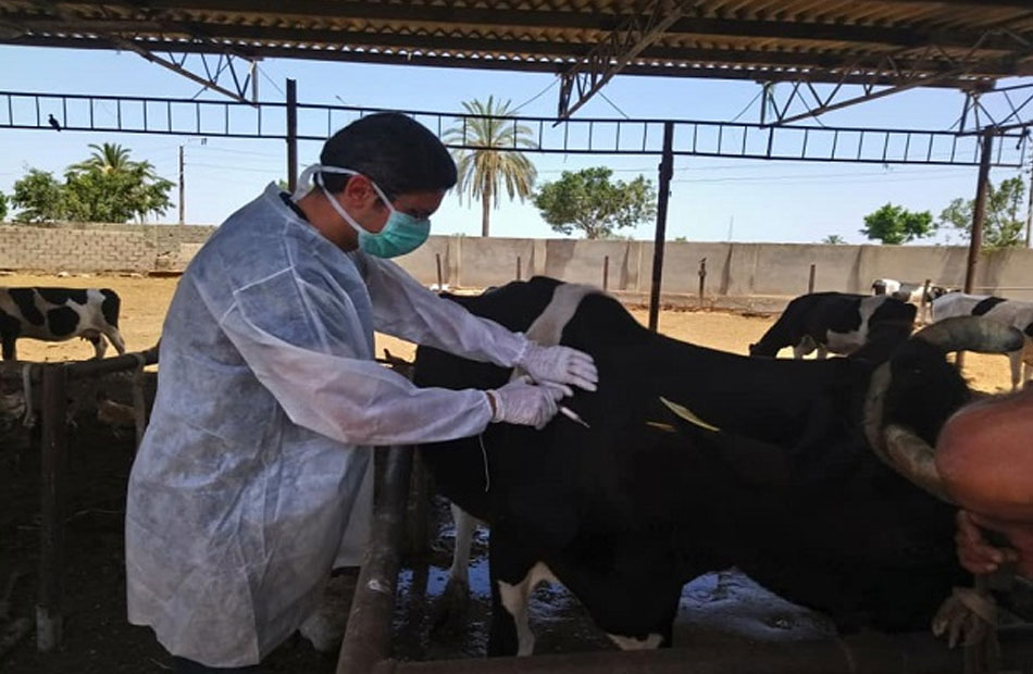 تحصين 28 ألف رأس ماشية ضد مرض التهاب الجلد العقدي وجدري الأغنام في المنوفية  - بوابة الأهرام
