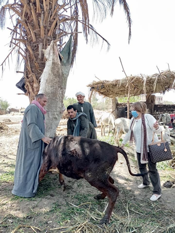 تحصين ضد مرض الجلد العقدي وجدري الأغنام