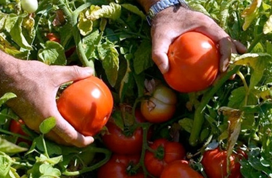  الصناعات الغذائية  تبدأ أولى ندوات الدعم الفني لسلسلة القيمة المضافة لمحصول الطماطم في مصر 
