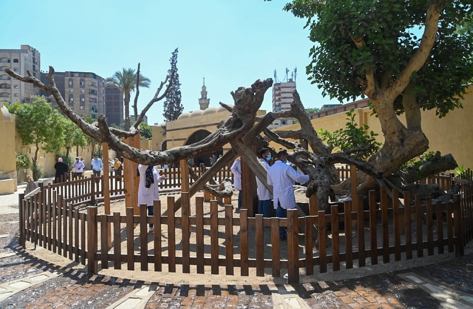 نائب محافظ القاهرة تطوير مزار شجرة مريم في المطرية يسير وفق جدول زمني محدد
