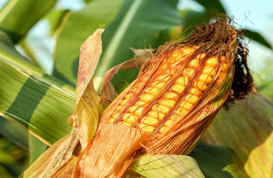 إقبال شديد على الذرة بأسوان.. و«الزراعة» في طوارئ لمنع انتشار الأمراض