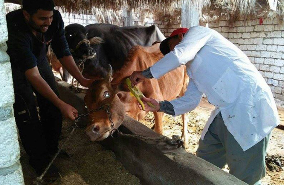 تحصين أكثر من   ألفا من الماشية في بني سويف ضد أمراض الجلد العقدي وجدري الضأن