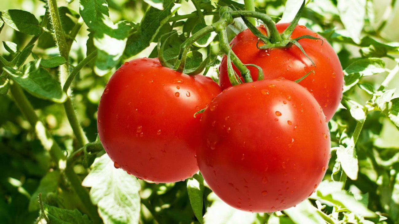 أول تعليق من الزراعة على فيديو إلقاء الطماطم في المصارف