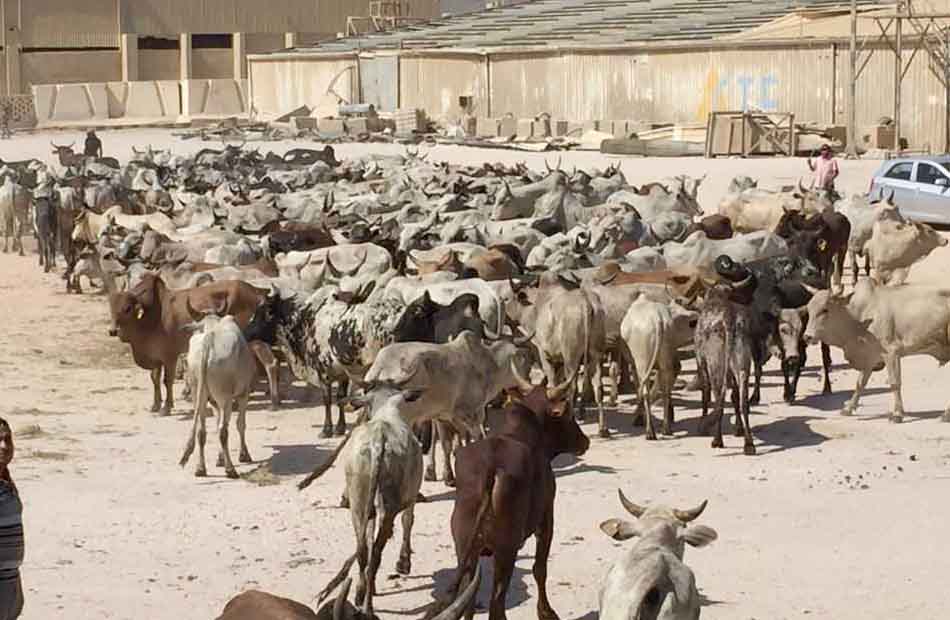 ذبح  من العجول السودانية بميناء الأدبية استعدادًا لطرحها بالأسواق