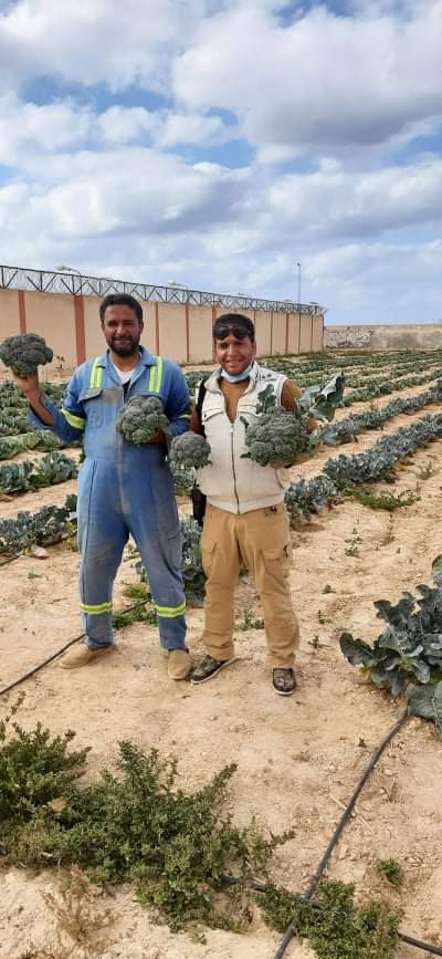 مشروع حقن التربة الرملية بالطين 