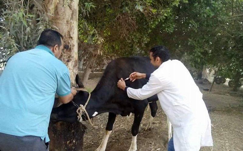 الطب البيطري بالشرقية: علاج 110 رؤوس ماشية ضد الأمراض الباطنية