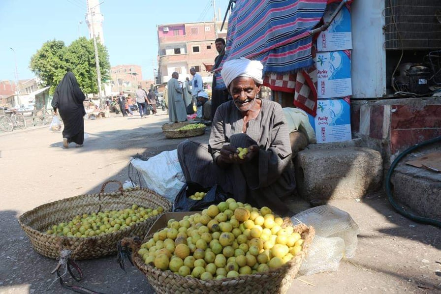  شجر الليمون دبلان على أرضه   حكاية العم عبدالكريم مع  فاكهة الغلابة | صور