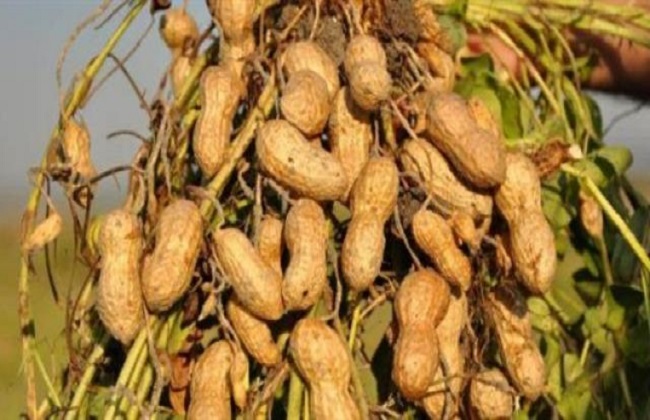أخطر 10 أمراض تصيب محصول الفول السوداني وتهدد حقوله بالخراب - بوابة الأهرام