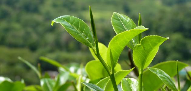 ثورة الزراعة العضوية في سريلانكا تشكّل خطرا على إنتاج الشاي