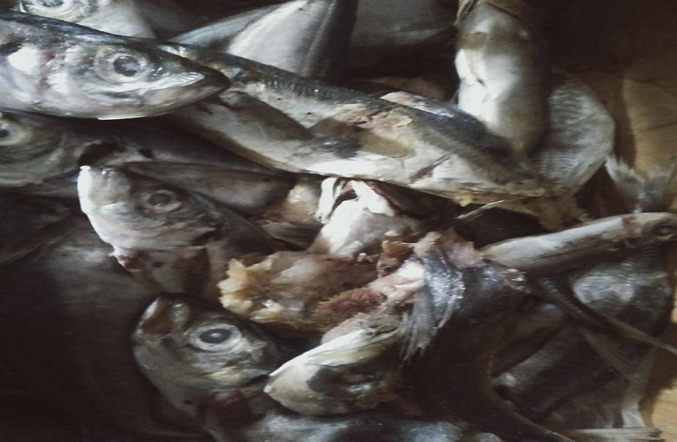 ضبط  طن سمك ماكريل منتهى الصلاحية فى محافظة البحيرة