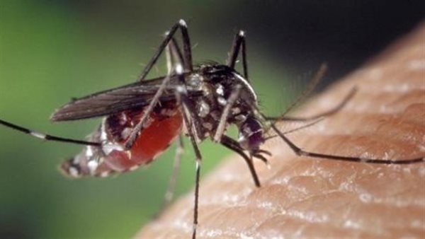 علماء في السويد يسعون إلى مكافحة البعوض والملاريا عبر تكنولوجيا  الدم المزيّف 