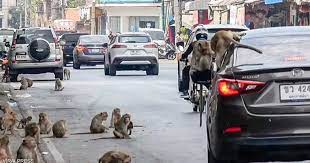  عصابات  القردة تجتاح بلدة تايلاندية