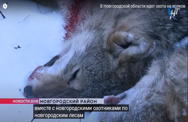 في مقاطعة نوفجورود الروسية الذئاب تخرج من الغابات لتهاجم البشر | فيديو