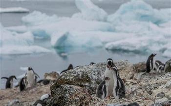 تضم  من فراخ الجنتو اكتشاف مستعمرات جديدة لطيور البطريق في القارة القطبية الجنوبية