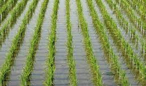 قرار وزاري بأماكن ومساحات الأراضي المرخص لها بزراعة الأرز في كل محافظة | نص كامل