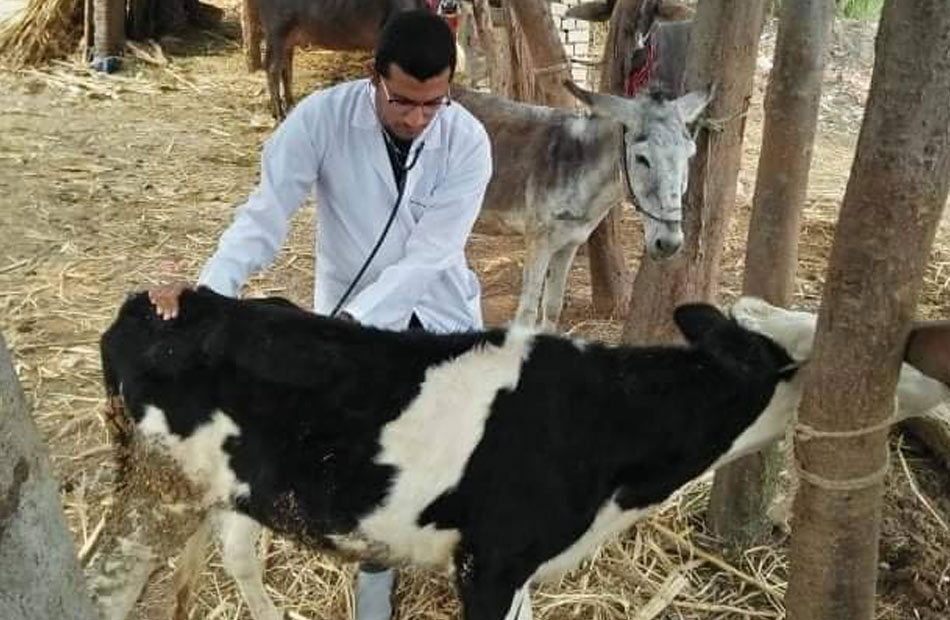 الأبقار الحلابة تدر المكاسب على خزانة الدولة متخصصون التوتر والولادة يؤديان لفقدان الأم الشهية 