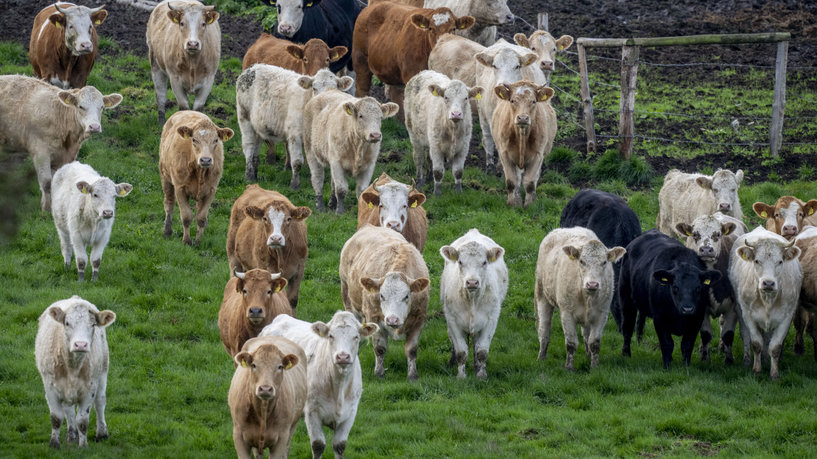 Rapport environnemental : le méthane produit par les 15 principaux producteurs mondiaux de viande et de produits laitiers représente 80 % des émissions de l’UE