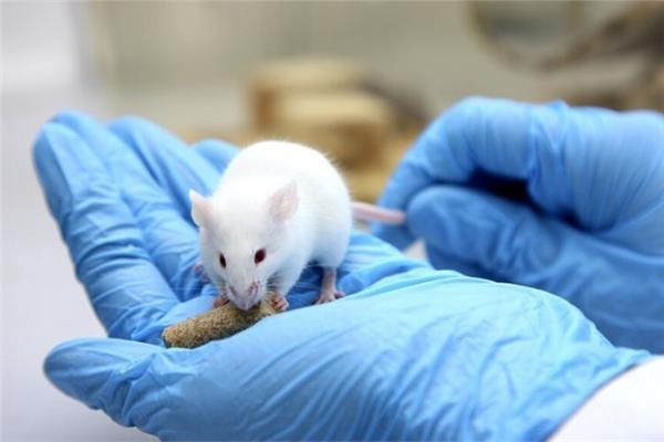 خطر شديد رصد متحور جديد من كورونا بين الفئران في نيويورك