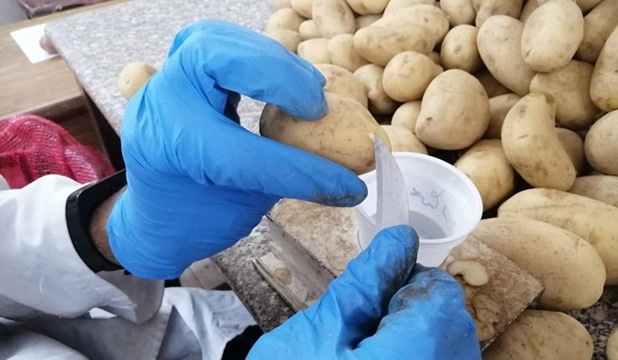  الزراعة  تستعرض تقريرا حول أعمال مشروع مكافحة العفن البني في البطاطس