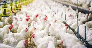 L’Europe est témoin d’une vague dévastatrice.  L’Egypte est-elle à nouveau affectée par le retour de la grippe aviaire ?
