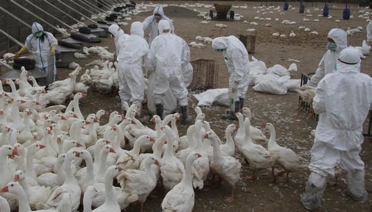 أخبارالعالم| داعش يستخدم أسلحة كيميائيةتهديد الكريسماس بألمانياإنفلونزا الطيور بالتشيكبركان بإيطاليا