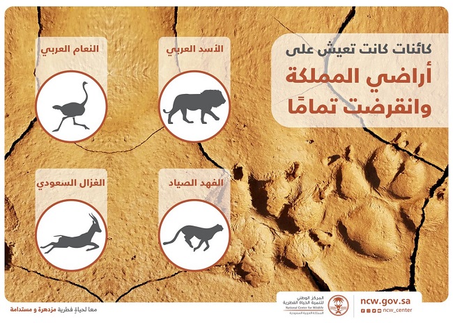 صدمة.. 4 حيوانات انقرضت بالفعل من السعودية وأخرى في طريقها للانقراض |صور -  بوابة الأهرام