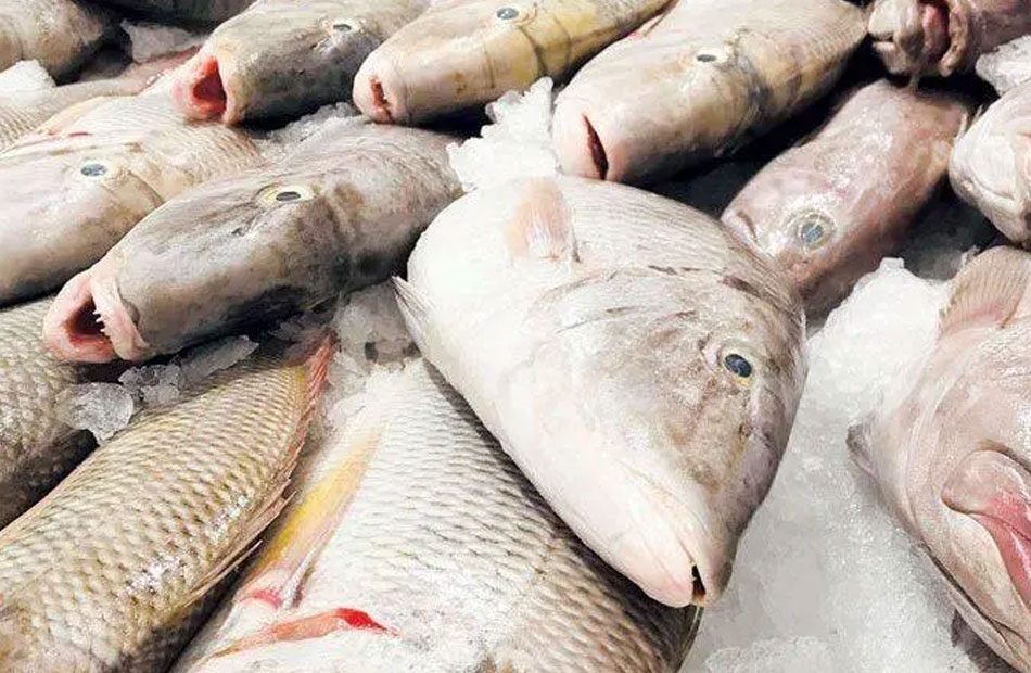 أسعار السمك في السوق اليوم الثلاثاء 