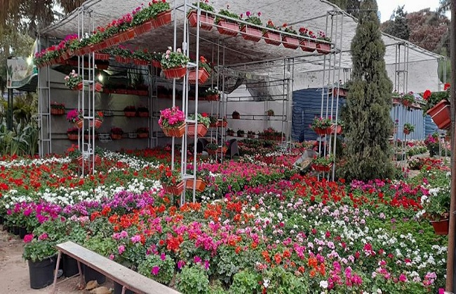 رئيس قطاع الإرشاد الزراعي يتفقد معرض زهور الربيع قبل ساعات من افتتاحه| صور