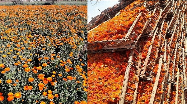 موسم حصاد زهرة عباد القمر في قرية الضامية بأبشواي - الفيوم
