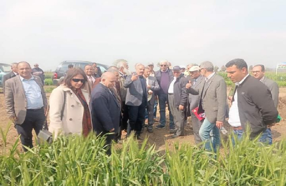 البحوث الزراعية ينظم يوم القمح السنوي بمحطة بحوث سخا بكفر الشيخ | صور -  بوابة الأهرام