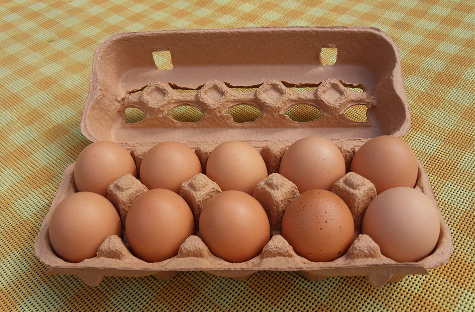 كيف يتم إنتاج بيض أورجانك في المنزل؟ إليك التفاصيل