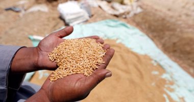  التموين  مصر تسعى لتحقيق الاكتفاء الذاتي من القمح في 