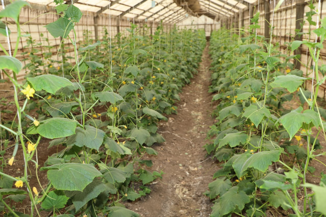 وزير الزراعة ومحافظ القليوبية يتفقدان صوب المشروع القومي لإنتاج التقاوي بمدينة قها